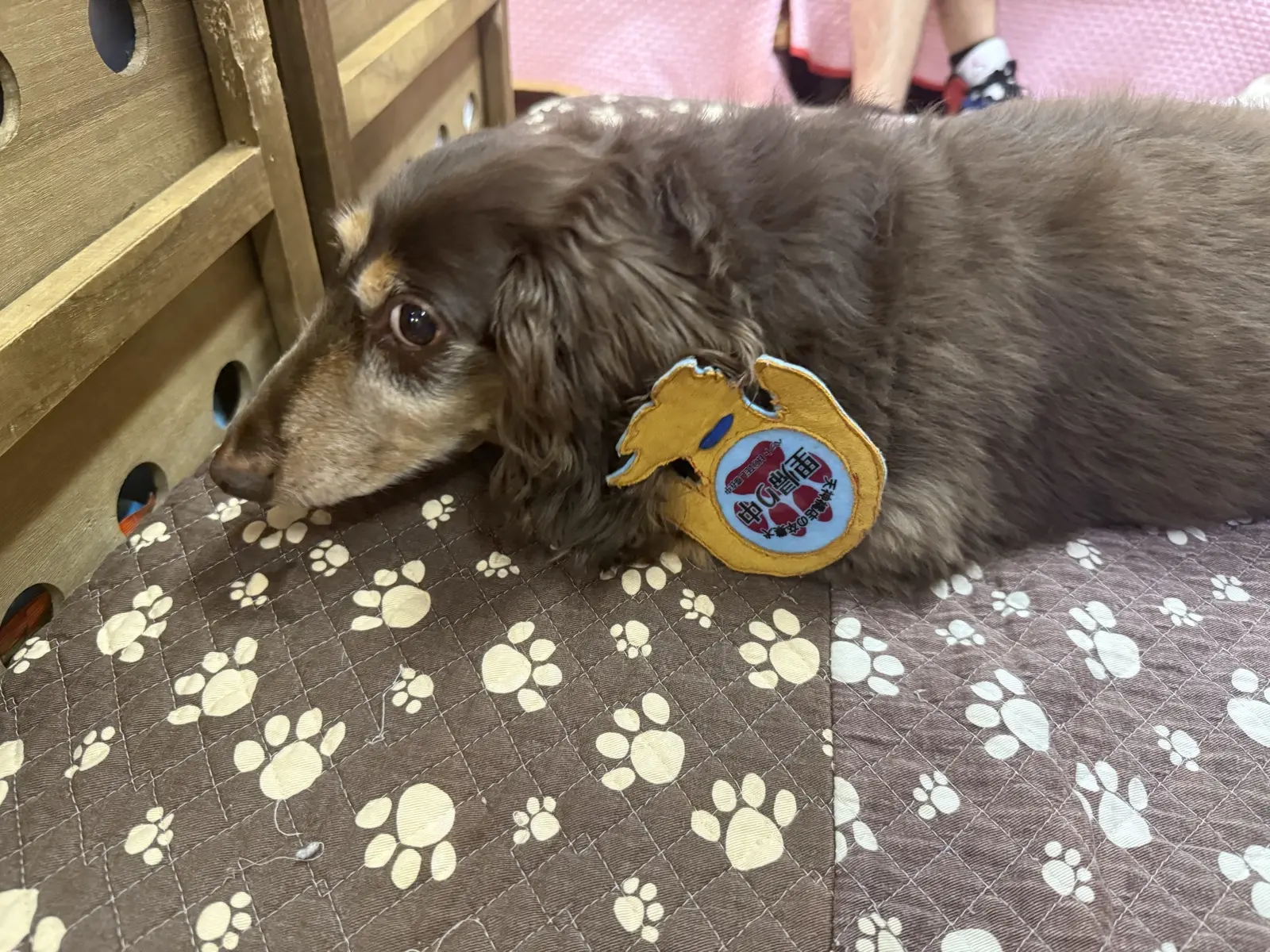 A rescue dog at HOGOKEN CAFE in Tenjinbashi, Osaka
