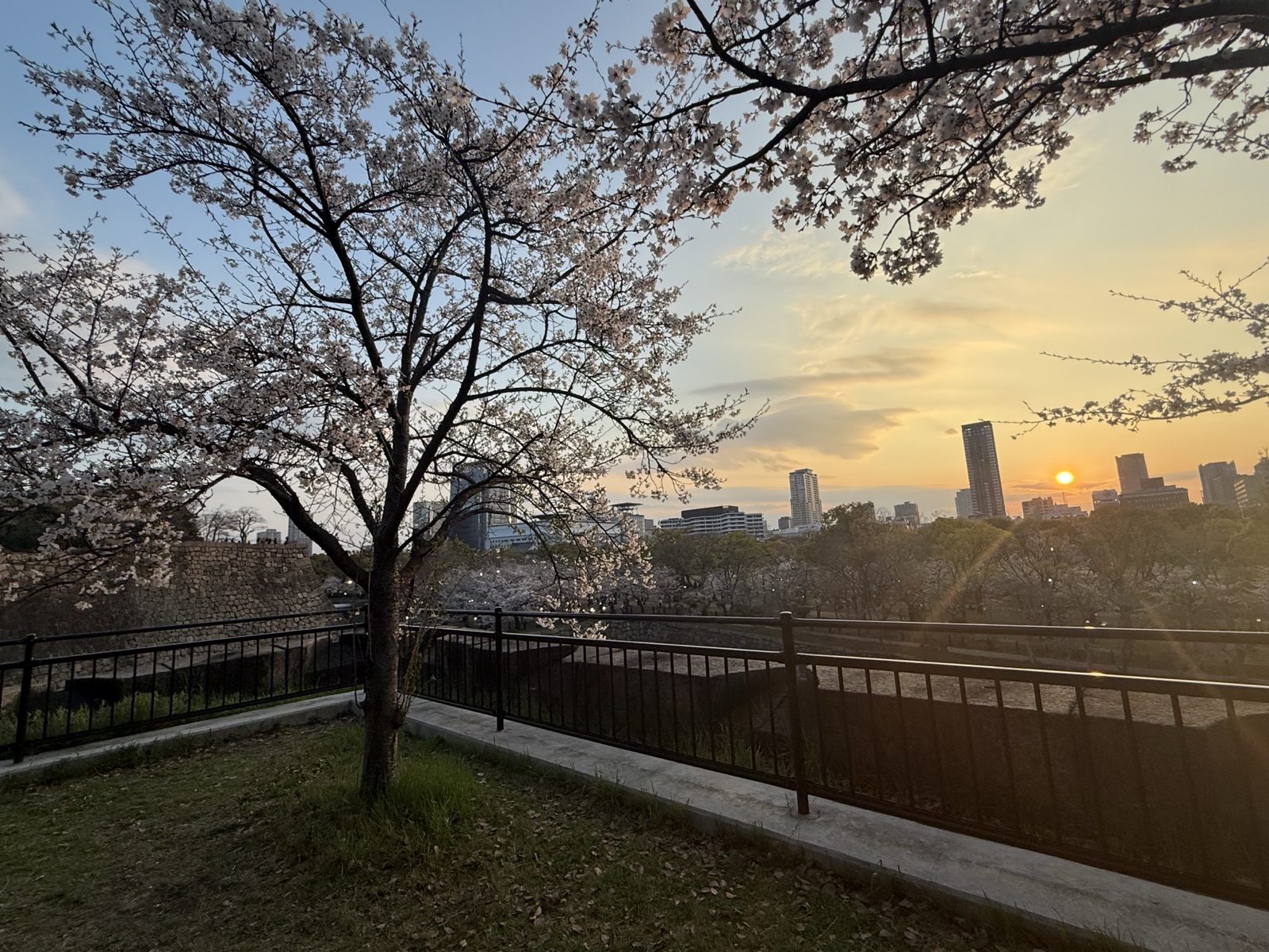 Cherry blossoms and the Osaka skyline at sunset from Osaka Castle Park